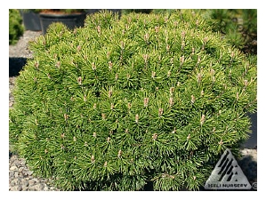 PINUS mugo 'Mops'